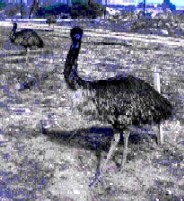 EL ACEITE DE EM&Uacute;